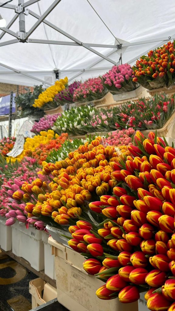 Tulipanes de distintos colores