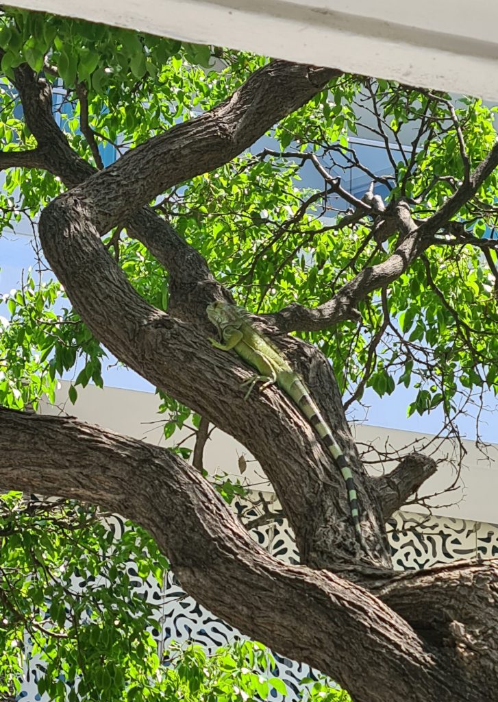 Lagarto verde en un árbol