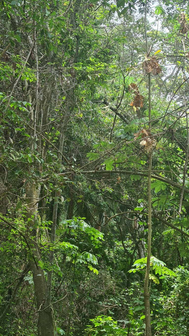 Mono Tití en un árbol